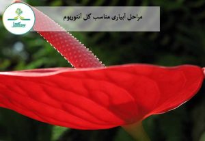 مراحل آبیاری مناسب گل آنتوریوم