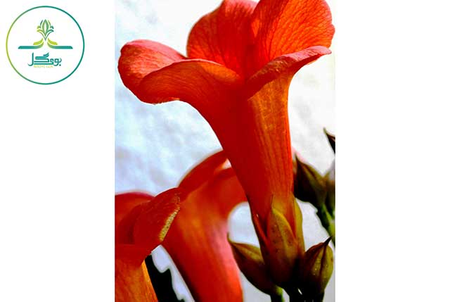 plant-leaf-flower-petal-red-color