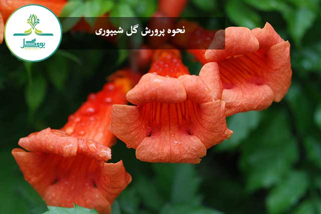 گل شیپوری