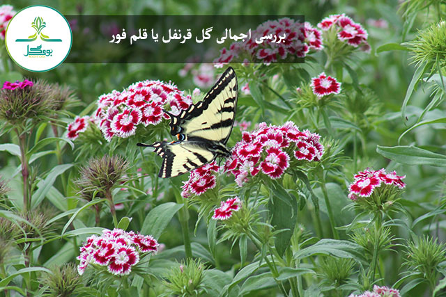  گل قرنفل یا قلم فور