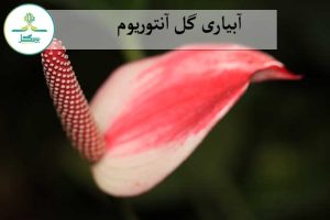آبیاری گل آنتوریوم