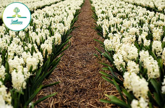 plant-white-field-farm-flower-europe