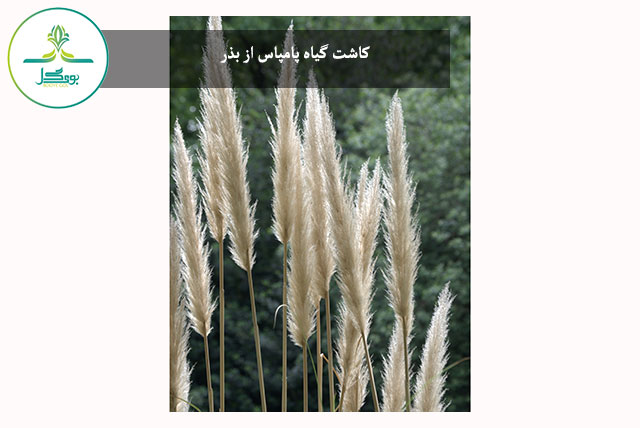 tree-grass-branch-plant-field-leaf