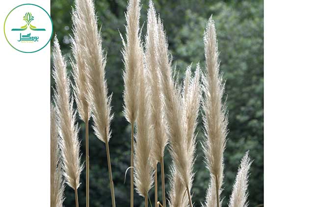 ree-grass-branch-plant-field-leaf