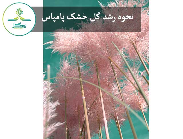 نحوه رشد گل خشک پامپاس 