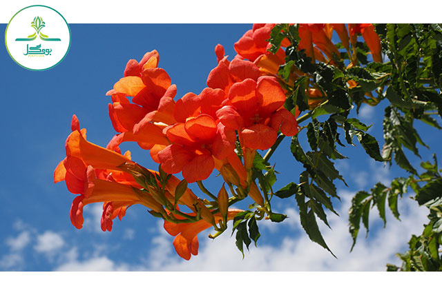 tree-nature-branch-blossom-plant-