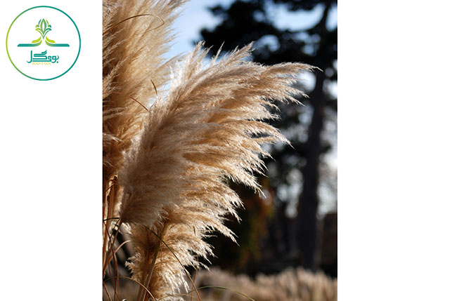  Cortaderia selloana