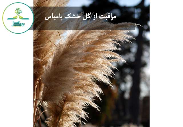tree-nature-grass-branch-bird-plant
