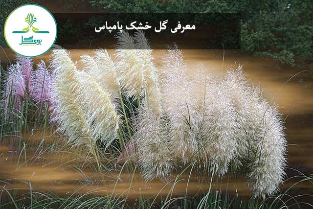 گل خشک پامپاس