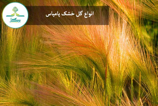 tree-nature-grass-plant-field-meadow