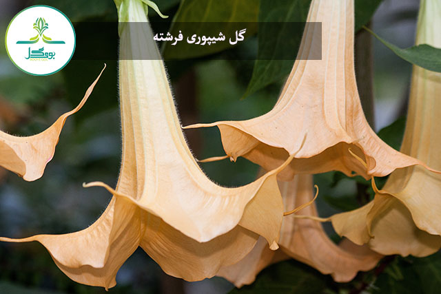 tree-nature-plant-leaf-flower-green