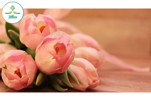 tulips-tulipa-butterfly-butterfly-pink-flowers-schnittblume