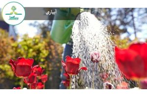 آبیاری گل لاله