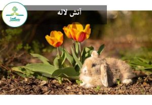آتش لاله