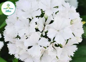گل قرنفل یا قلم فور گونه آلبوس (Albus)
