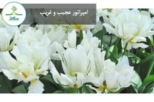 لاله "امپراتور عجیب و غریب"
