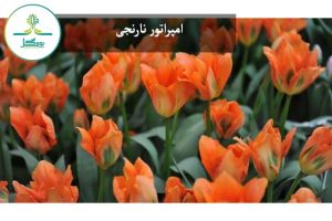 لاله "امپراتور نارنجی"