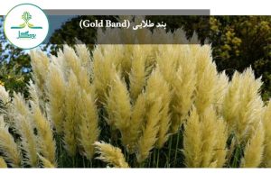 بند طلایی (Gold Band)