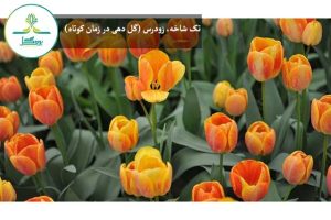 تک شاخه، زودرس (گل دهی در زمان کوتاه)