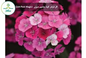 جادوی صورتی  (Jolt Pink Magic)