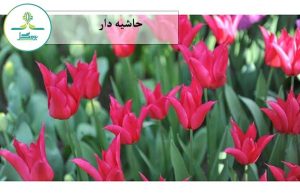 حاشیه دار