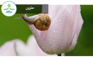 حلزون
