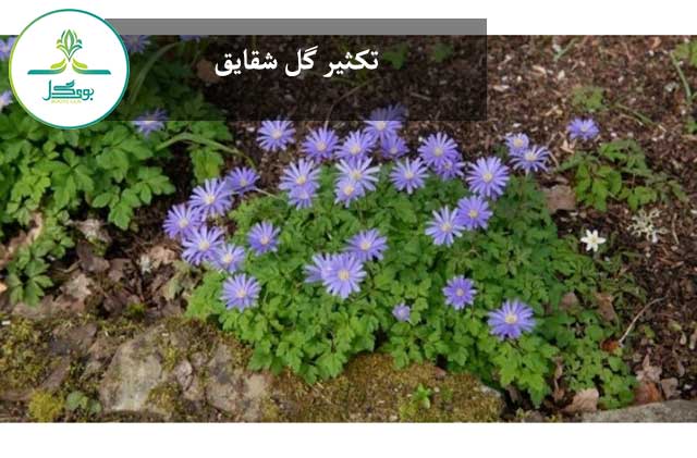 شقایق