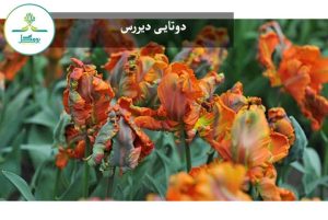 دوتایی دیررس