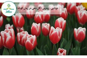 دوتایی، زودرس (گل دهی در زمان کوتاه)