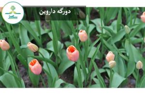 دورگه داروین