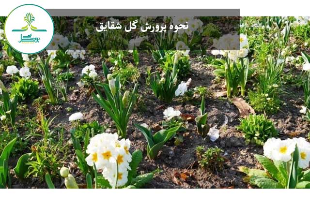 پرورش گل شقایق