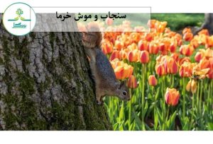 سنجاب و موش خرما
