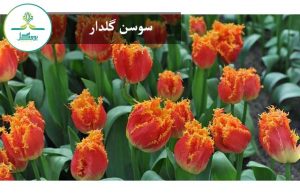سوسن گلدار