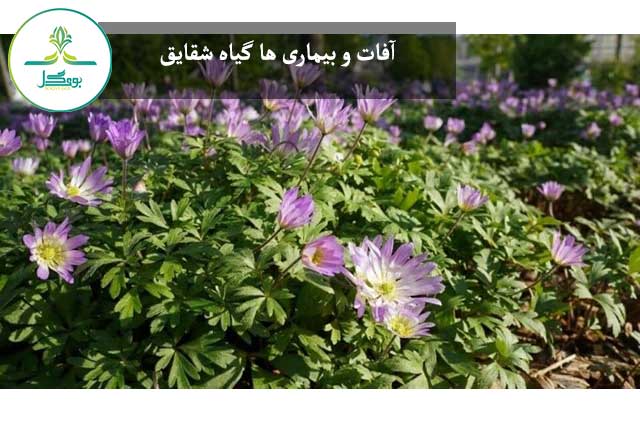 آفات و بیماری ها گیاه شقایق