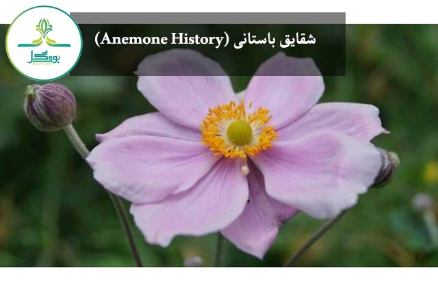  شقایق باستانی (Anemone History)