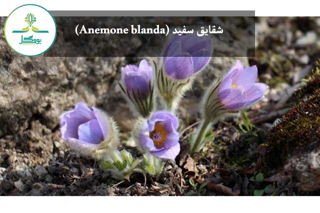 شقایق سفید (Anemone blanda)