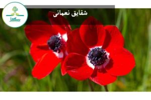 گل شقایق نعمانی (Grecian windflower)