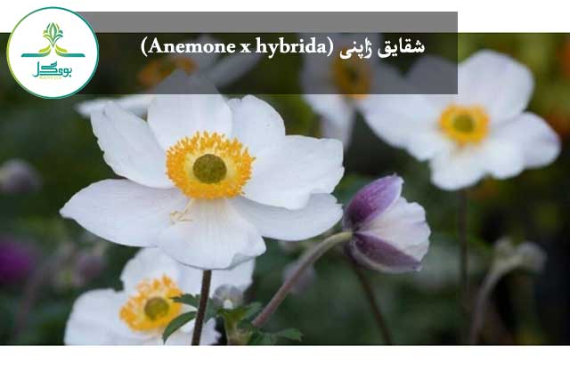  شقایق ژاپنی (Anemone x hybrida)
