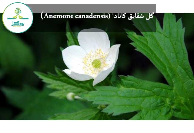 گل شقایق کانادا (Anemone canadensis)