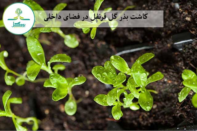 کاشت بذر گل قرنفل یا قلم فور در فضای داخلی