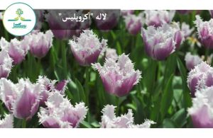 لاله "آکروپلیس"