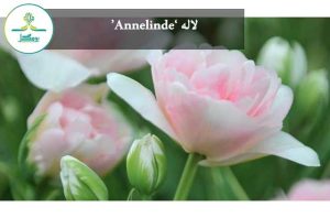 لاله ‘Annelinde’