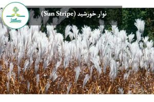نوار خورشید (Sun Stripe)