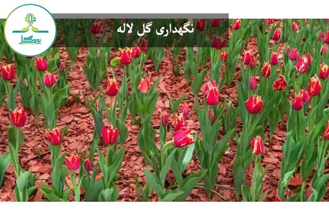 نگهداری گل لاله