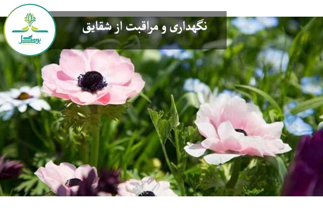 نگهداری و مراقبت از شقایق