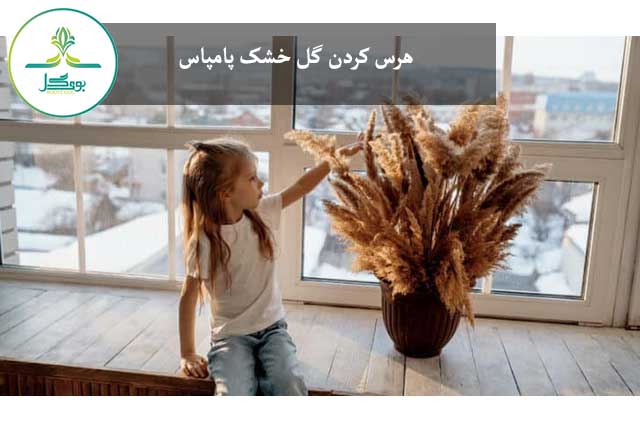 هرس کردن گل خشک پامپاس
