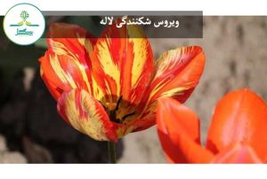 ویروس شکنندگی لاله
