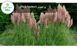 پر صورتی (Pink Feather)