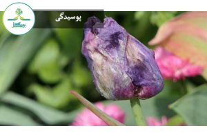 پوسیدگی