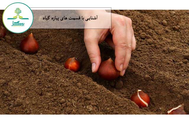 آشنایی با قسمت های پیازه گیاه